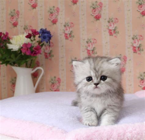Red & White Teacup Persian Kitten For Sale Just got an 8 weeks old Red & White Bi-Color baby kitten but my dog didnt reallly like her so now im left with no. . Teacup kittens for sale los angeles
